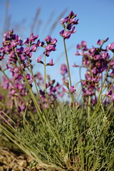 Astragalus tenuifolius