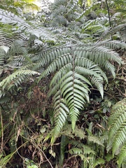 Cyathea borinquena