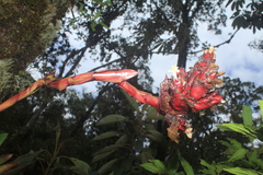 Guzmania sphaeroidea