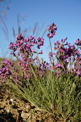 Astragalus tenuifolius