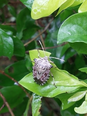 Pentatomidae