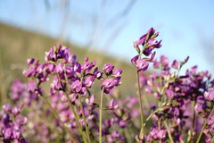 Astragalus tenuifolius