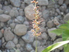 Setaria palmeri