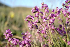 Astragalus tenuifolius