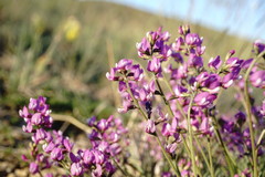 Astragalus tenuifolius