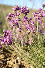 Astragalus tenuifolius