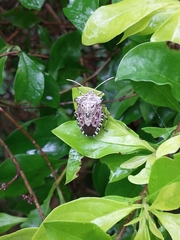 Pentatomidae