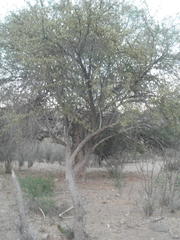 Sideroxylon occidentale