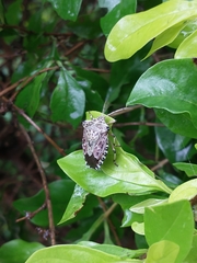 Pentatomidae