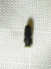 Ectoedemia