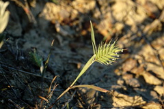 Eremopyrum orientale