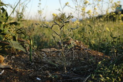 Rochelia retorta