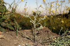 Rochelia retorta