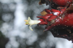 Guzmania sphaeroidea