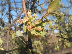 Sideroxylon occidentale