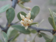 Sideroxylon occidentale