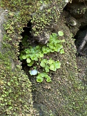 Cryptomitrium tenerum