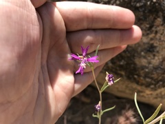 Clarkia xantiana parviflora