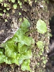 Cryptomitrium tenerum