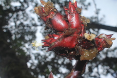 Guzmania sphaeroidea