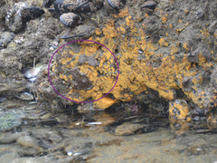 Eudistoma psammion