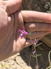 Clarkia xantiana parviflora