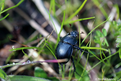 Typhaeus