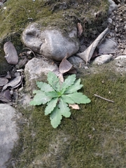 Papaver somniferum