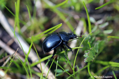 Typhaeus