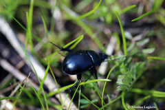 Typhaeus