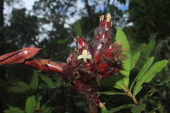 Guzmania sphaeroidea