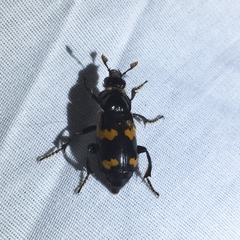 Nicrophorus sayi