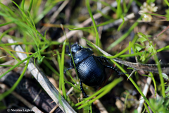 Typhaeus