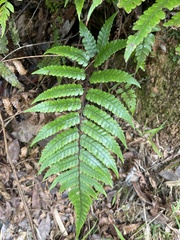 Cyathea borinquena