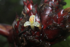 Guzmania sphaeroidea
