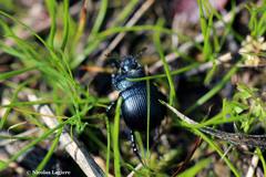 Typhaeus