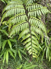 Cyathea borinquena