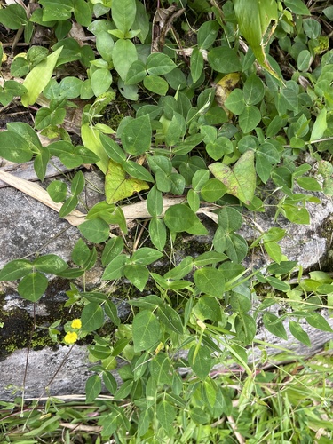 Sarawak bean (Vigna hosei)