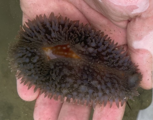 Little Deer Cowry