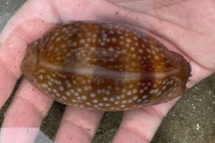 Macrocypraea cervinetta