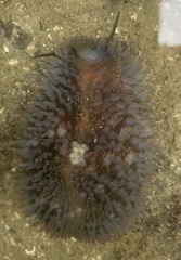 Macrocypraea cervinetta