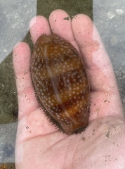 Macrocypraea cervinetta