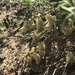 Astragalus ertterae - Photo (c) Duncan Bell, algunos derechos reservados (CC BY-NC), uploaded by Duncan Bell