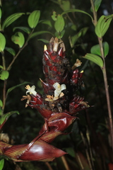Guzmania sphaeroidea