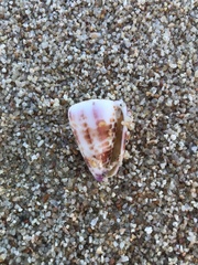 Conus edaphus
