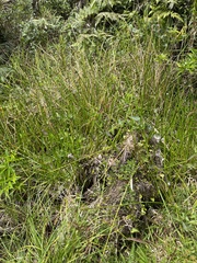 Eleocharis elegans