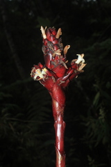 Guzmania sphaeroidea