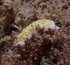 Goniobranchus albopustulosus