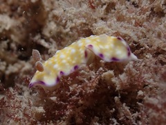 Goniobranchus albopustulosus