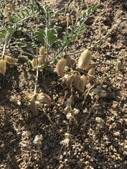 Astragalus ertterae